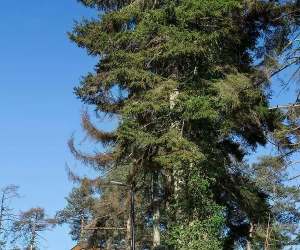 Hancioglu Orman Evleri & 4* Τραμπζόν