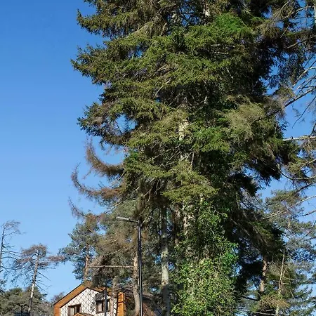 Hancioglu Orman Evleri & 4* トラブゾン